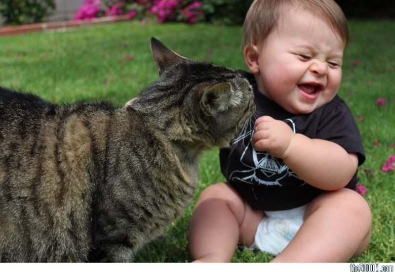 baby playing with cat pictures